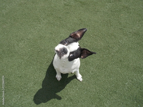 Canvas Print Boston Terrier Dog Tilting Head On Green Grass Cute Puppy