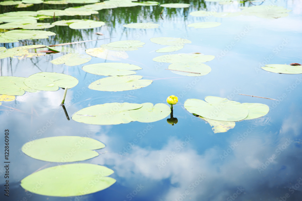 Beautiful river landscape with waterlilies on water Beautiful river landscape with waterlilies on water