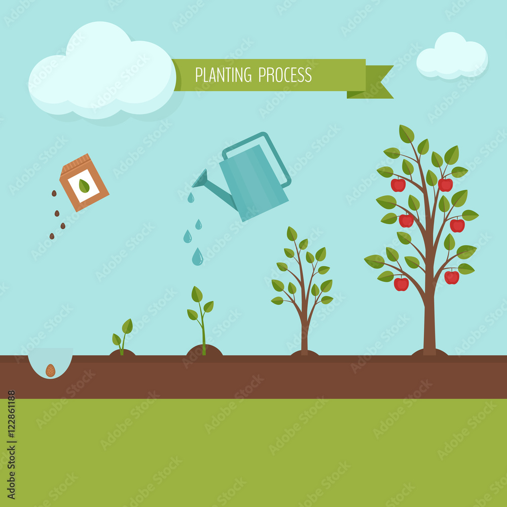 Planting process infographic. Growth stages. Steps of plant growth ...