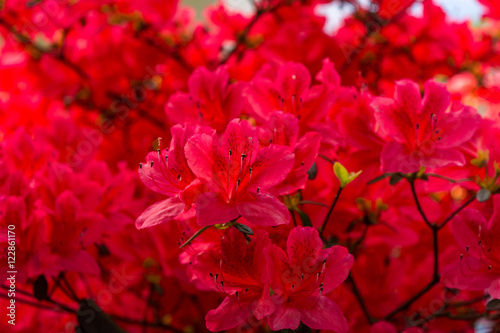 Red Blossoms #1