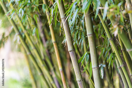 Fototapeta Naklejka Na Ścianę i Meble -  Bamboo trees in Korea - Asian landscape