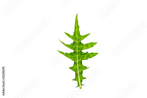 Close up green leaf of  Sea holly   Acanthus ebracteatus    isolated on white.Saved with clipping path.