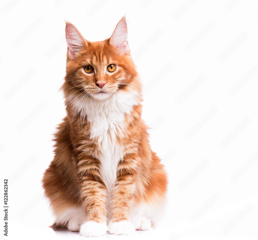 Fototapeta premium Portrait of domestic red Maine Coon kitten - 8 months old. Cute young cat sitting in front and looking at camera. Curious young orange striped kitty isolated on white background.