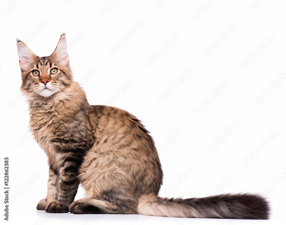 Naklejka premium Portret domowego czarnego pręgowanego kotka Maine Coon - 5 miesięcy. Ładny młody kot siedzi i patrząc na kamery. Śliczny kotek na białym tle.