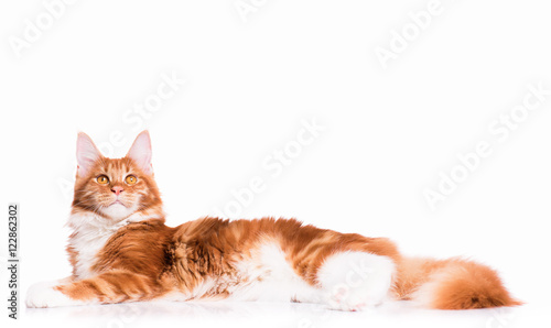 Portrait of domestic red Maine Coon kitten - 8 months old. Adorable cat lying down and looking up. Curious young orange striped kitty isolated on white background.