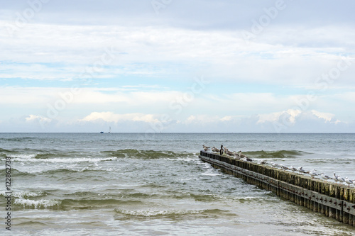 Seagaulls sitting on breakwater structure on the seashore