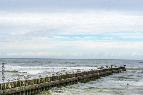 Seagaulls sitting on breakwater structure on the seashore