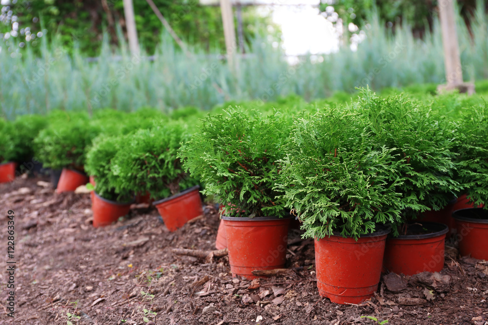 Pots with young thuja plants in greenhouse