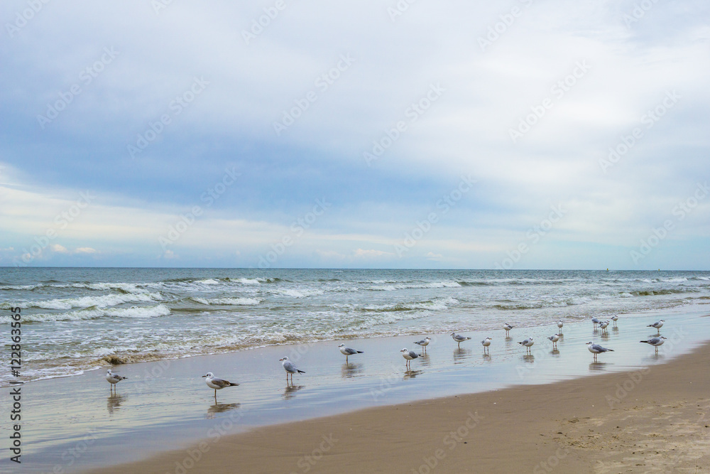 Seagulls on a beach waterfront