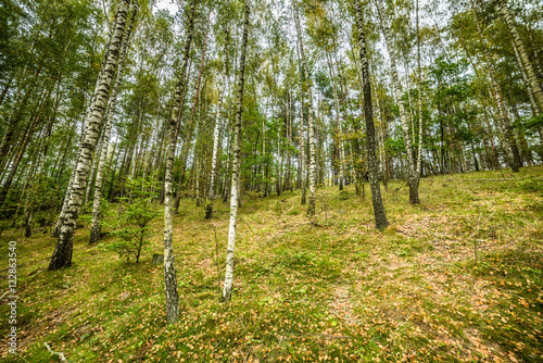 Early autumn forest  landscape  autumn birch trees with fallen l
