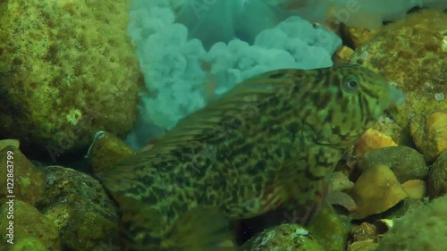 Marine fish Rusty blenny (Parablennius sanguinolentus) eats dead jellyfish, close-up.
 photo