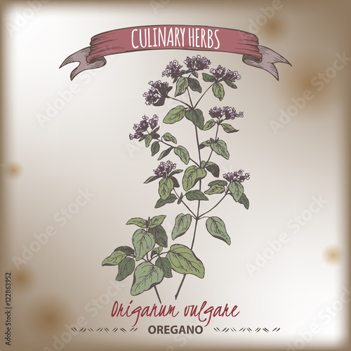 Oregano vector hand drawn color sketch on vintage background.