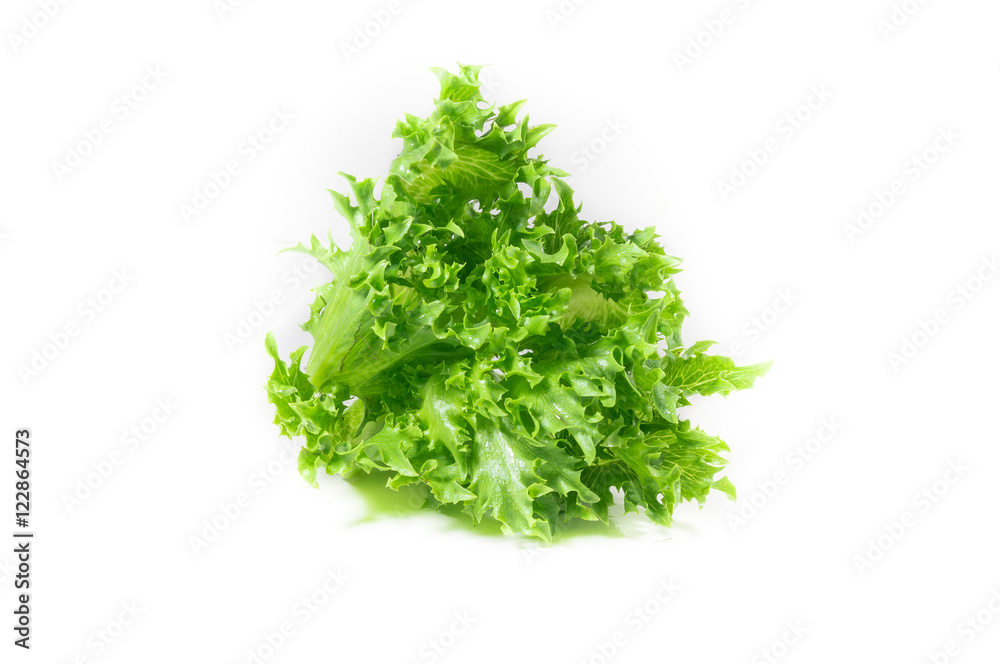 vegetable salad leaf isolated on white background. From Hydropon vegetable salad leaf isolated on white background. From Hydropon