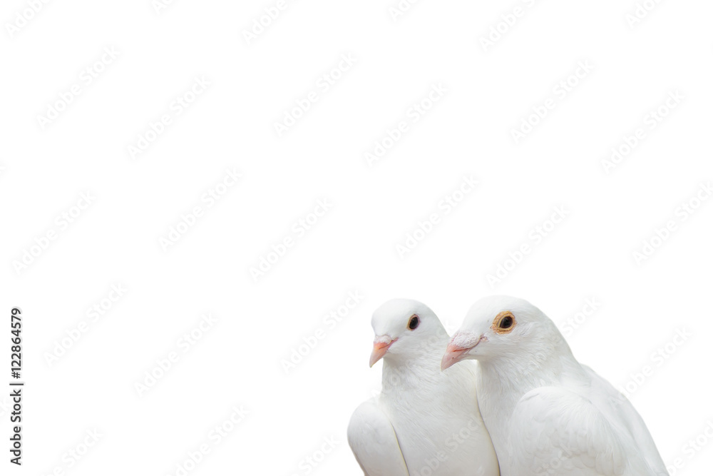 Pair of white pigeons isolated on white. Bird doves is a symbol of love and fidelity. Template for the design.