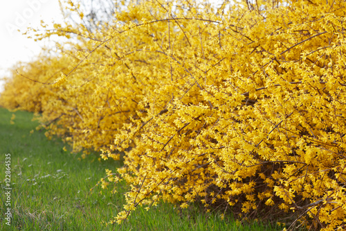Photo Forsythia, yellow spring flowers hedge and green grass