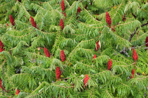 staghorn sumac (Rhus typhina)