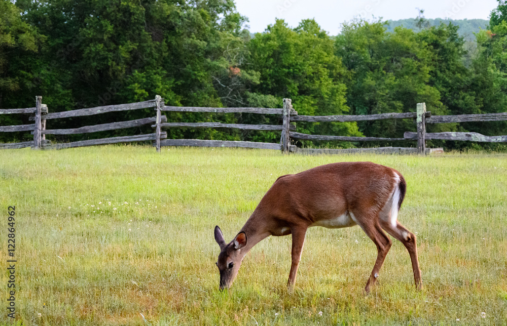 Fototapeta premium Blue Ridge Parkway