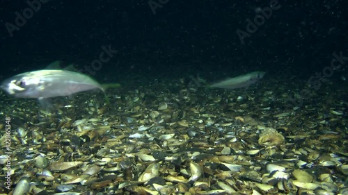 Marine fish Horse mackerel (Trachurus trachurus) eats plankton near the the seabed, medium shot.
 photo