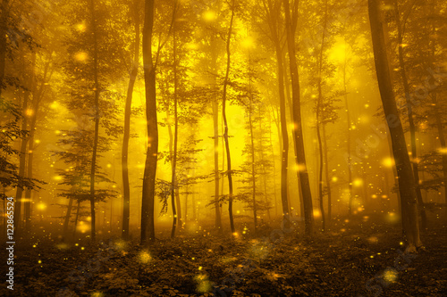 Artistic gold color foggy forest tree fairytale landscape with abstract fireflies. 