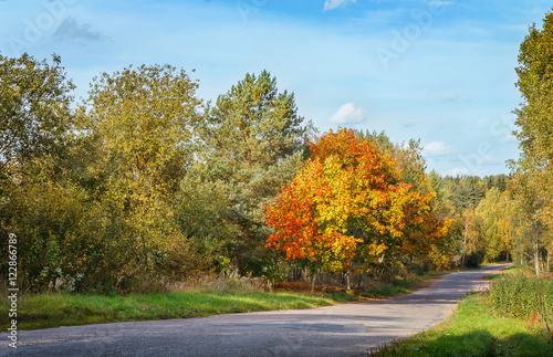 .Forest autumn road.