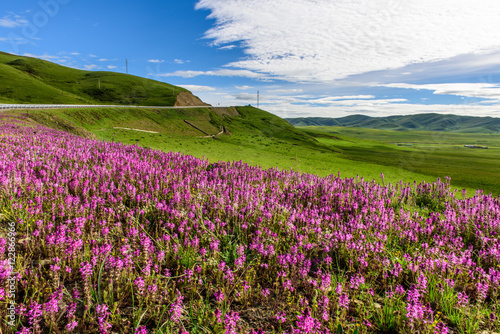 Flowers on the grassland of tibetan plateau.