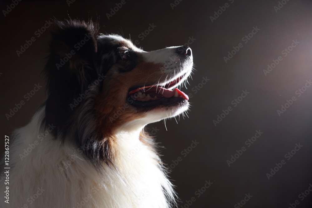 Fototapeta premium Australian Shepherd im Studio