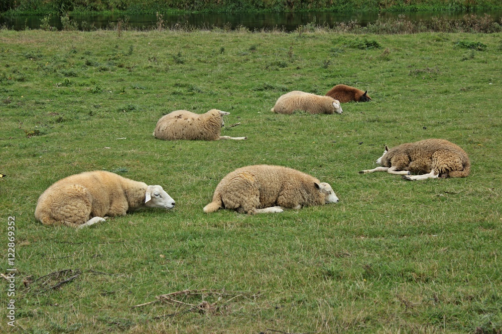 Schlafende Schafe am Fuldaufer