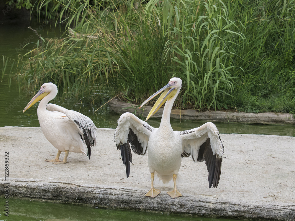greater pelican (Pelecanus onocrotalus) greater pelican (Pelecanus onocrotalus)