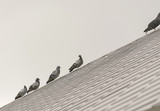 group/flock pigeon or dove birds on roof tile.