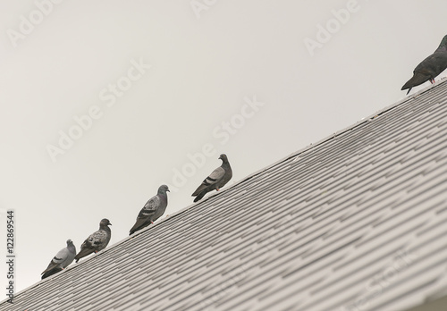 group/flock pigeon or dove birds on roof tile.