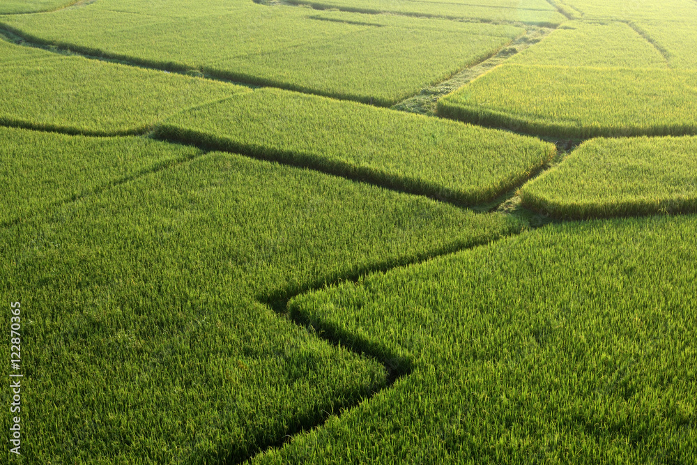 Rice field in the morning.