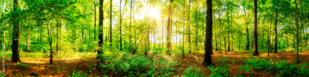 Fototapeta premium Lasowa panorama z promieniami słonecznymi w jesieni