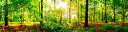 canvas print motiv - Günter Albers : Wald Panorama mit Sonnenstrahlen im Herbst