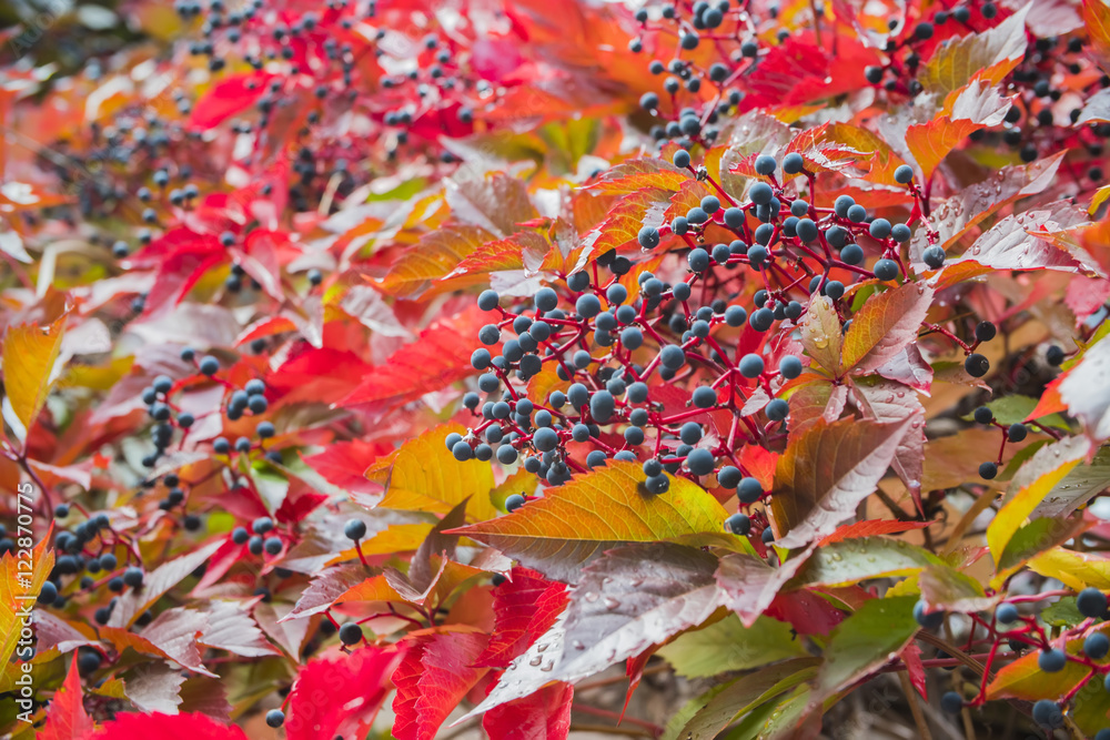black berries on bright red branches of the tree with autumn leaves