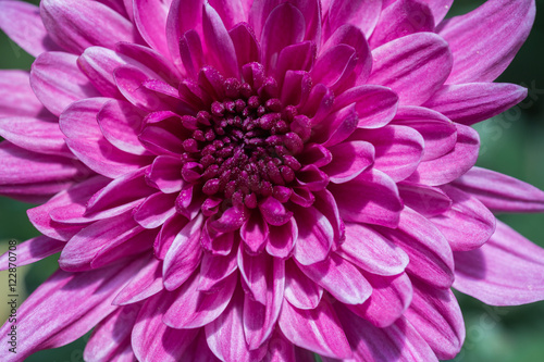 Red chrysanthemum flower soft focus with beautiful bokeh