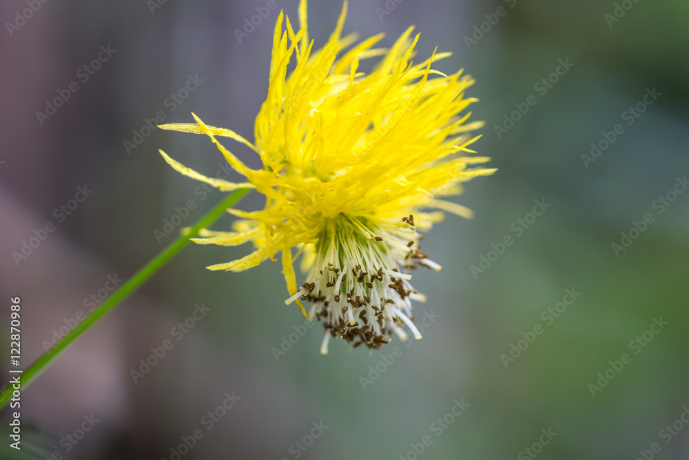 Yellow small wildflower blooming