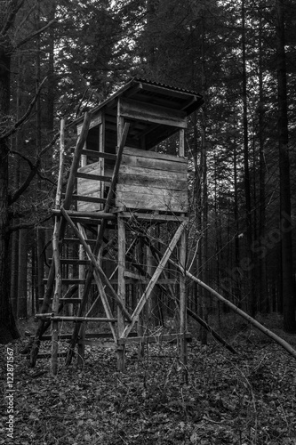 Perch in a forest