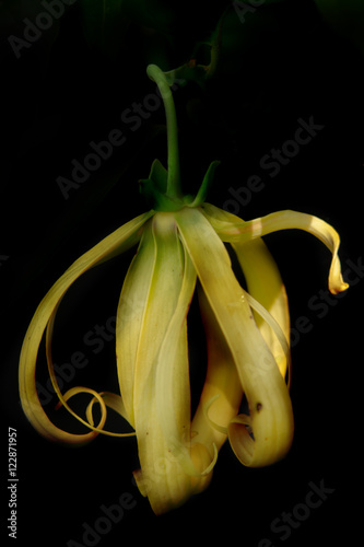 Kananga or Ylang ylang flower isolated on black photo