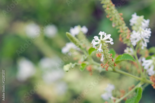 Butterfly bush white flower with blurred background