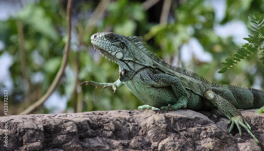 Leguan im Pantanal, Brasilien Leguan im Pantanal, Brasilien