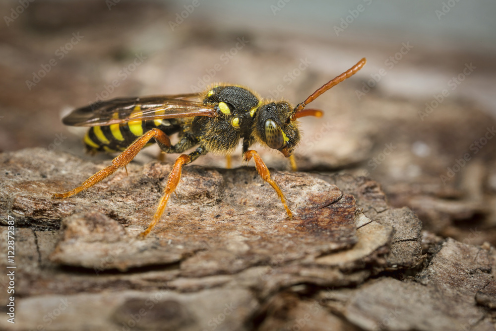 Female Gooden's Nomad Bee - Nomada goodeniana Female Gooden's Nomad Bee - Nomada goodeniana