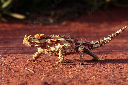 Dornteufel im Outback, Australien
