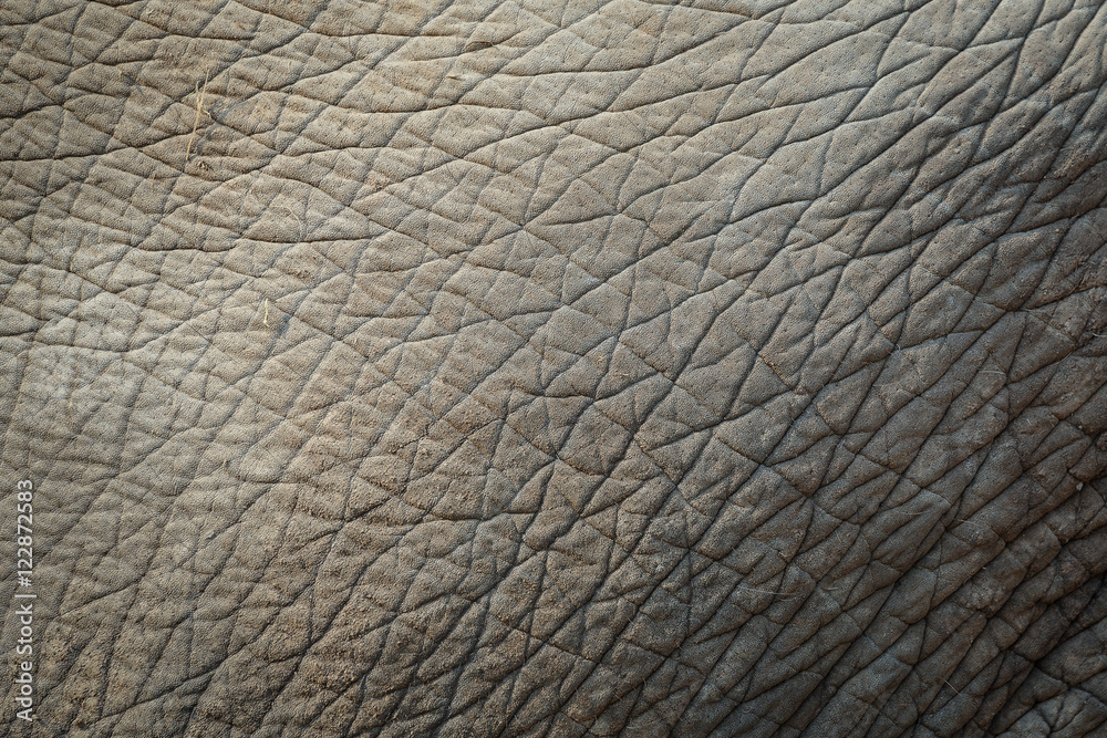 Background, texture Elephant skin with rough and rugged.