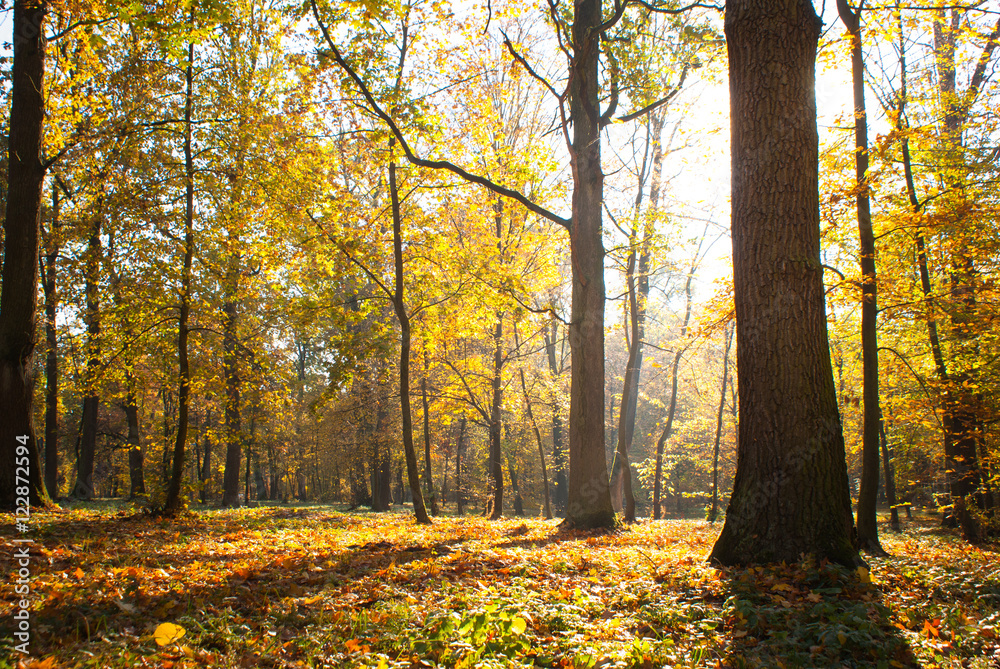 Sunny autumn park Sunny autumn park