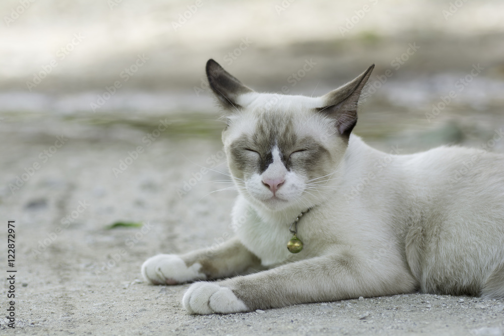 Thailand cat lying on the ground with a happy face. Thailand cat lying on the ground with a happy face.