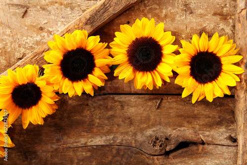 Row of sunflowers at top of wooden background