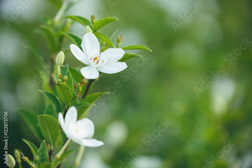Beautiful white flowers. with soft focus and blur background © weerajata