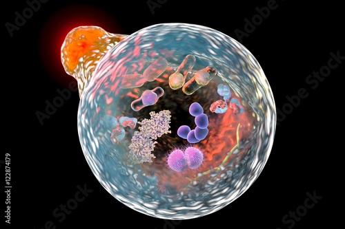 Mechanism of cellular authophagy, illustration for Nobel Prize Award in Medicine 2016. 3D illustration showing fusion of lysosome with autophagosome containing microbes and molecules photo