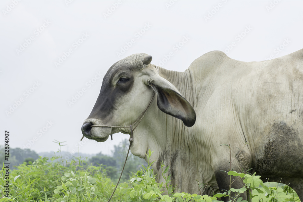 cows standing in a field on the background of sky cows standing in a field on the background of sky