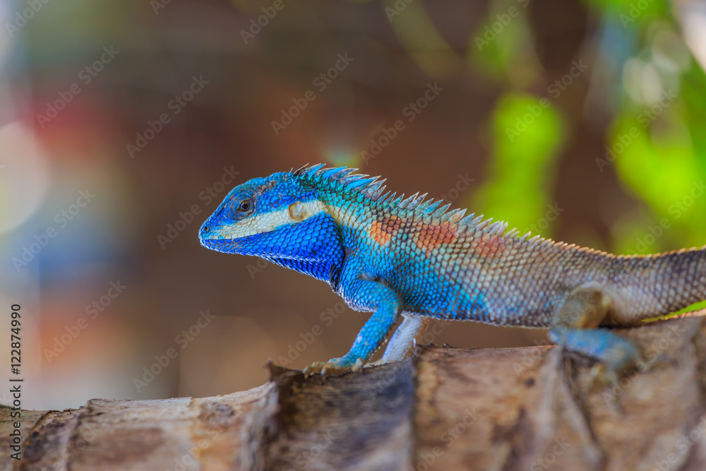 crested dragon lizard